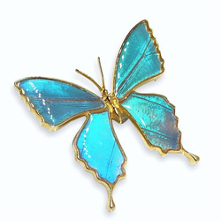 本物の蝶の羽　蝶ブローチ兼ペンダント　ゼフィリティスモルフォ　[zps025g-zep] 4枚目の画像