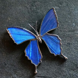 本物の蝶の羽　蝶ブローチ兼ペンダント　カキカモルフォ　[zps025r-cac] 1枚目の画像