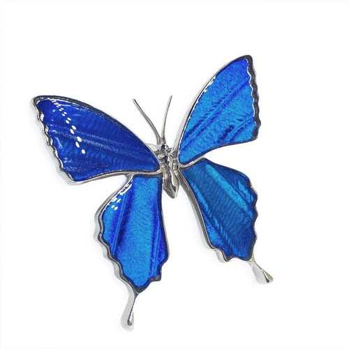 本物の蝶の羽 蝶ブローチ兼ペンダント カキカモルフォ [zps025r