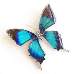 本物の蝶の羽　蝶ブローチ兼ペンダント　ドクソコパチェルビナ　[zps025r-gr] 1枚目の画像