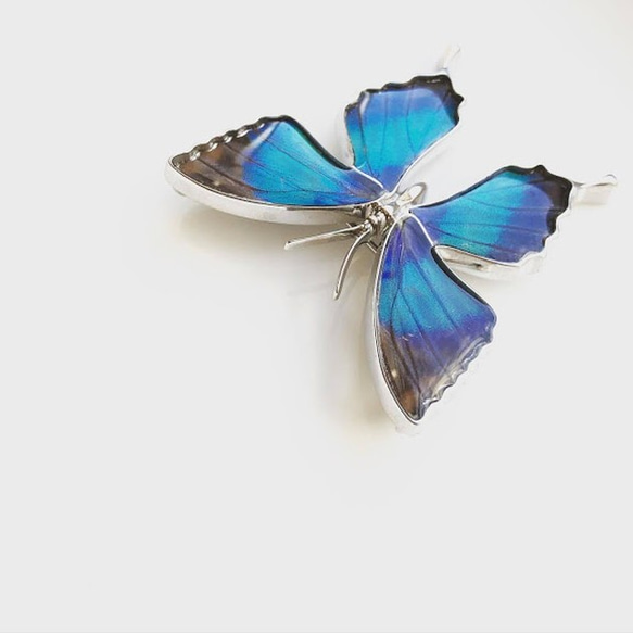 本物の蝶の羽　蝶ブローチ兼ペンダント　ドクソコパチェルビナ　[zps025r-gr] 3枚目の画像