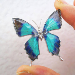 本物の蝶の羽　蝶ブローチ兼ペンダント　ドクソコパチェルビナ　[zps025r-gr] 4枚目の画像