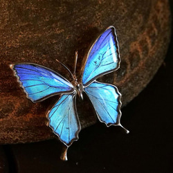 本物の蝶の羽　蝶ブローチ兼ペンダント　タミラスムラサキシジミ　[zps025r-thamy] 1枚目の画像