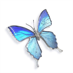 本物の蝶の羽　蝶ブローチ兼ペンダント　タミラスムラサキシジミ　[zps025r-thamy] 3枚目の画像