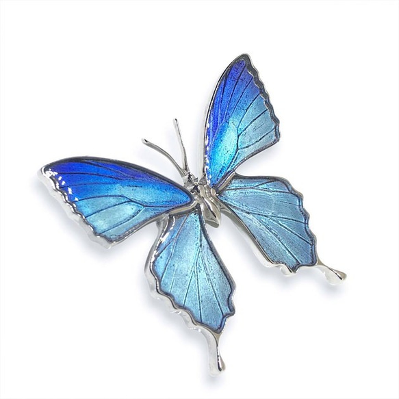 本物の蝶の羽　蝶ブローチ兼ペンダント　タミラスムラサキシジミ　[zps025r-thamy1] 3枚目の画像