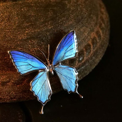 本物の蝶の羽　蝶ブローチ兼ペンダント　タミラスムラサキシジミ　[zps025r-thamy1] 9枚目の画像