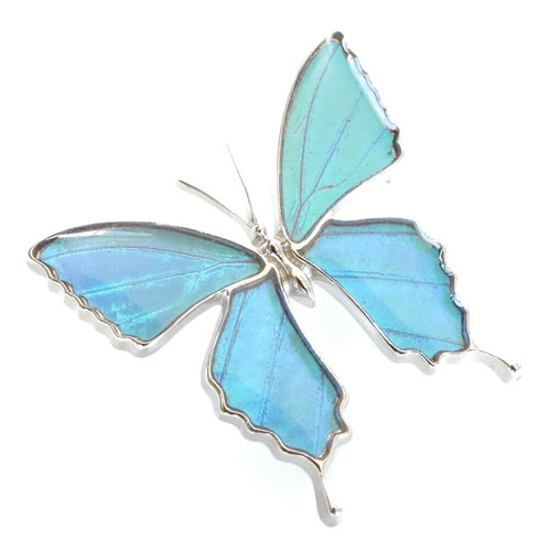 木製蝶々標本ブローチ【アロッティトリバネアゲハ】Ornithoptera 木製蝶々標本ブローチ【アロッティトリバネアゲハ】Ornithoptera