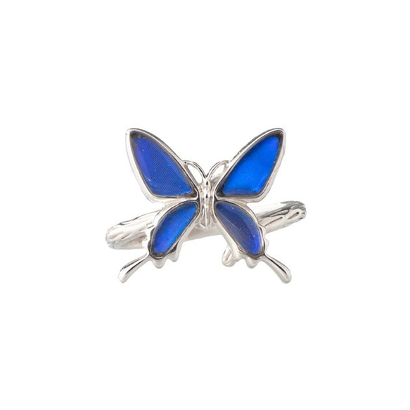 本物の蝶の羽　アゲハ蝶リング（フリーサイズ）　カキカモルフォ　[zps050r-cac] 1枚目の画像