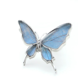 本物の蝶の羽　舞い飛ぶアゲハ蝶デザイン バタフライラペルピン　ポルティスモルフォ　[zps077r-por] 1枚目の画像
