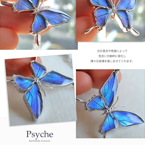 蝶標本　国産シジミ3種6ペアセット 蝶標本 国産シジミ3種6ペアセット