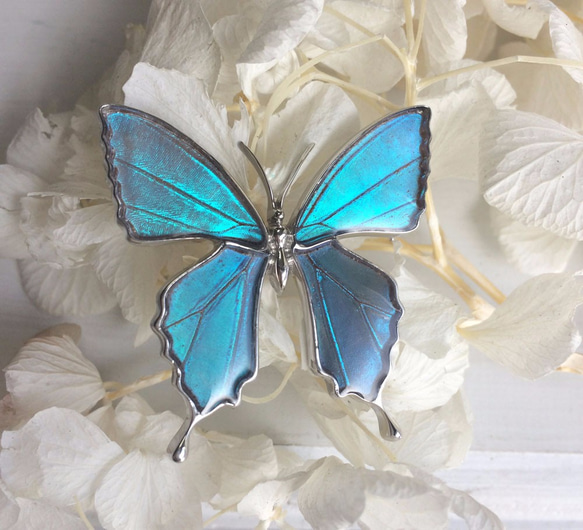 本物の蝶の羽　蝶ブローチ兼ペンダント　ゼフィリティスモルフォ　[ps025-zephy] 1枚目の画像