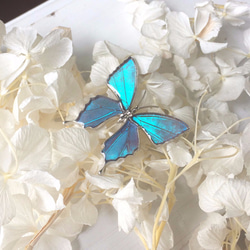 本物の蝶の羽　蝶ブローチ兼ペンダント　ゼフィリティスモルフォ　[ps025-zephy] 7枚目の画像
