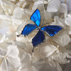 本物の蝶の羽　蝶ブローチ兼ペンダント　カキカモルフォ　[ps025-cac] 2枚目の画像