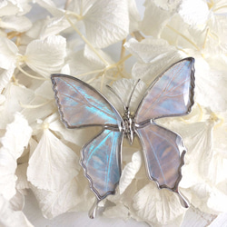 本物の蝶の羽　蝶ブローチ兼ペンダント　スルコウスキーモルフォ　[ps025-sul] 9枚目の画像