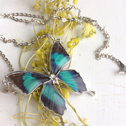 本物の蝶の羽　蝶ネックレス　アメリカコムラサキ[ps001-gr] 5枚目の画像