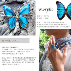本物の蝶の羽　蝶リング　メネラウスモルフォ　[ps002-bl] 7枚目の画像