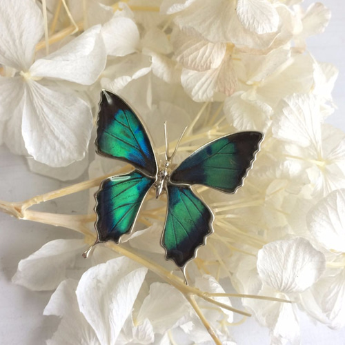 本物の蝶の羽 蝶リング ドクソコパチェルビナ [ps002-gr] 指輪・リング