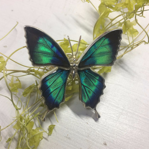 本物の蝶の羽 蝶リング ドクソコパチェルビナ [ps002-gr] 指輪・リング