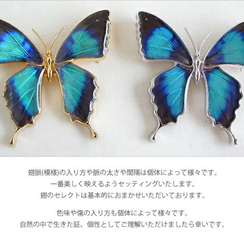 本物の蝶の羽 蝶ブローチ兼ペンダント アメリカコムラサキ 本物の蝶の羽 蝶ブローチ兼ペンダント アメリカコムラサキ