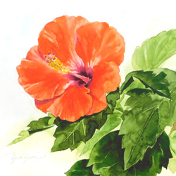 花の絵　アクリル画　原画 「鮮やかなハイビスカス」 水彩画(ハイビスカス) 原画 マット無し - メルカリ