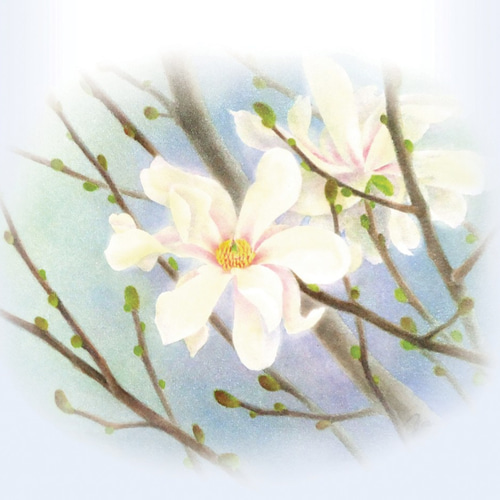 絵画「早春～ こぶしの咲くころ」　水彩画 絵画「早春～ こぶしの咲くころ」 水彩画