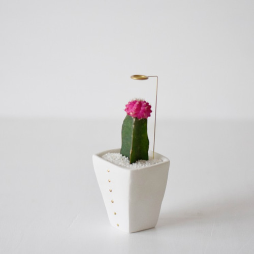 サボテン天使の器 (緋牡丹） 立体・オブジェ NULL PLANTS 通販