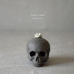 plants born （small human）dark gray ダドレア・グリーニー 1枚目の画像
