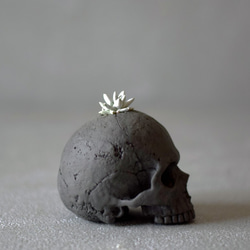 plants born （small human）dark gray ダドレア・グリーニー 4枚目の画像