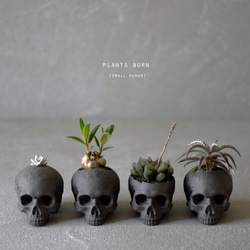 plants born （small human）dark gray ダドレア・グリーニー 6枚目の画像
