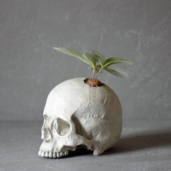 plants born （human）シンニンギア 3枚目の画像