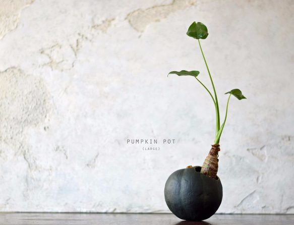 pumpkin pot（large)クワズイモ 1枚目の画像