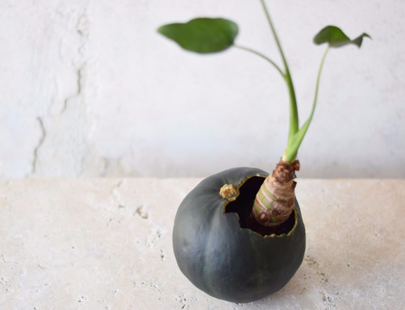 pumpkin pot（large)クワズイモ 2枚目の画像