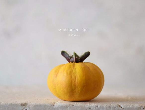 かぼちゃの器と植物のなんとも言えない一体感に思わず微笑むプランター（small）イエロー 1枚目の画像