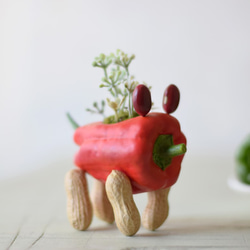 Red pepper dog（ミミマメ）小型犬 3枚目の画像