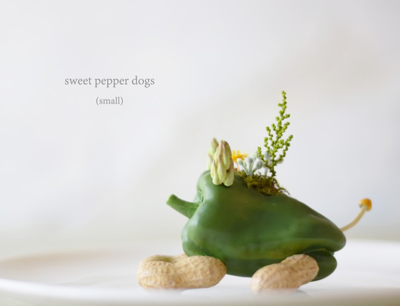 Green pepper dog（フセ）小型犬 2枚目の画像