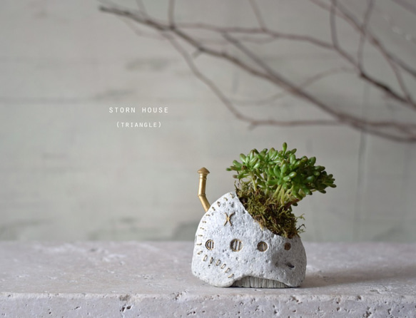 storn house（triangle) white 多肉植物 1枚目の画像