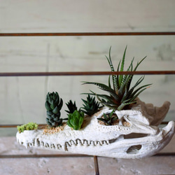 plants born （crocodile)　Iron frame 1枚目の画像