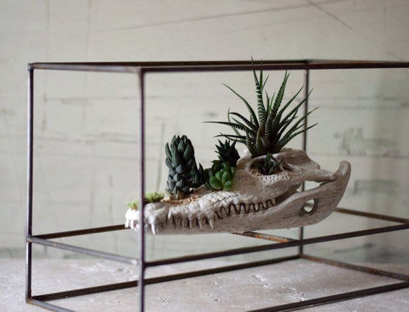 plants born （crocodile)　Iron frame 3枚目の画像