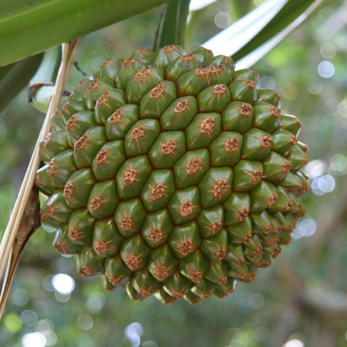 Natural instrumentアダンの実（white）器のみ