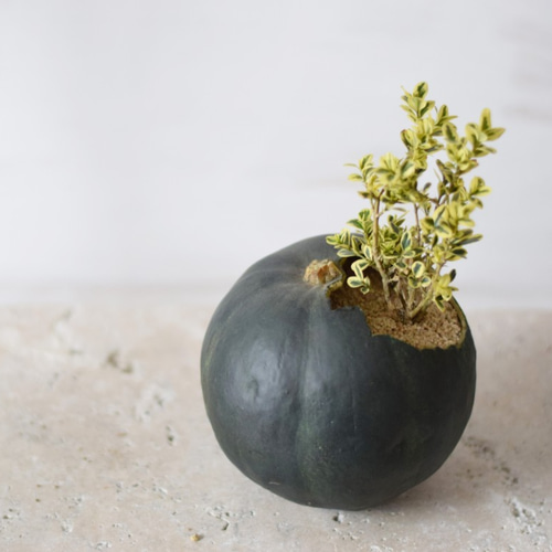 pumpkin pot（large) 西洋ツゲ エレガンテシマ 一輪挿し・花瓶・花器