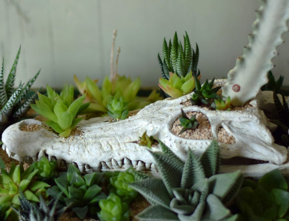 plants born （crocodile)　ハオルチア 5枚目の画像