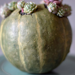 pumpkin pot（large) 多肉植物 4枚目の画像