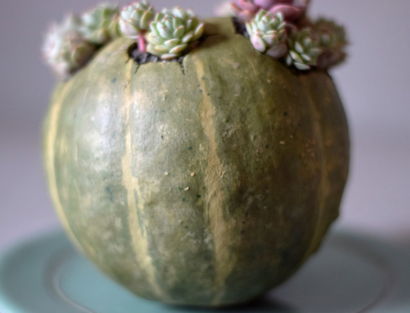 pumpkin pot（large) 多肉植物 4枚目の画像