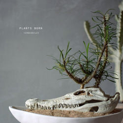 plants born （crocodile)　ゴッドレベイ 1枚目の画像