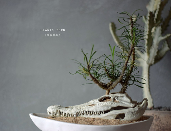 plants born （crocodile)　ゴッドレベイ 1枚目の画像