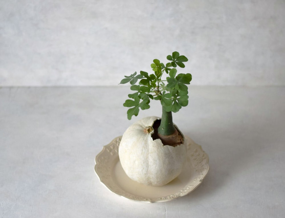 pumpkin pot（large) white　アデニア・グラウカ 1枚目の画像