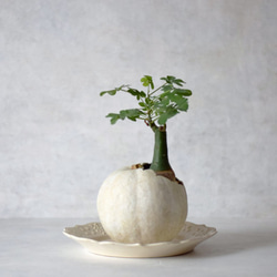 pumpkin pot（large) white　アデニア・グラウカ 5枚目の画像