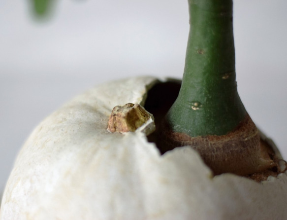 pumpkin pot（large) white　アデニア・グラウカ 6枚目の画像