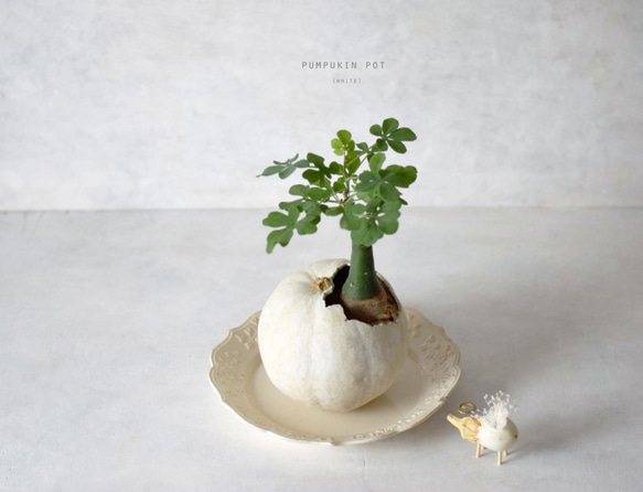 pumpkin pot（large) white　アデニア・グラウカ 7枚目の画像