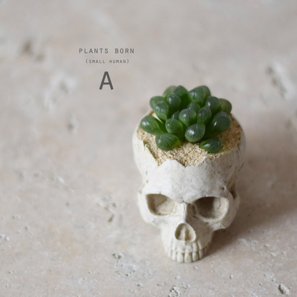 plants born （small human）ハオルチア 3枚目の画像